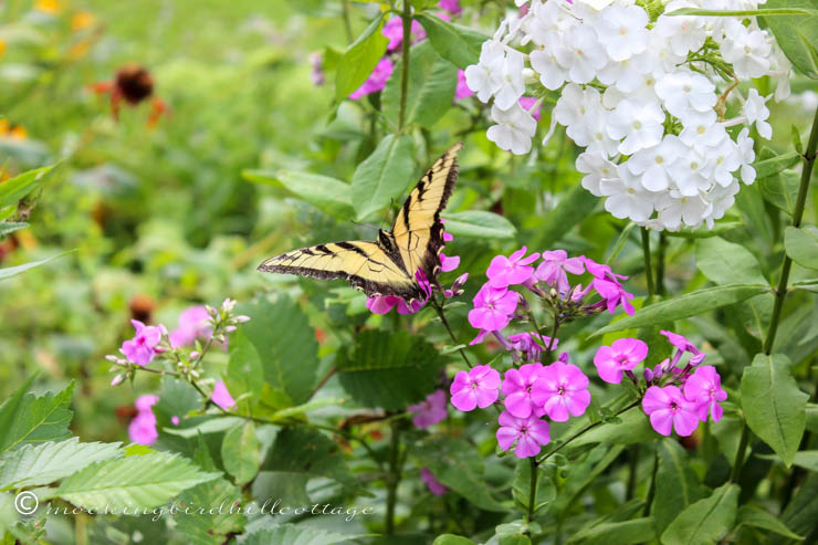 swallowtail two