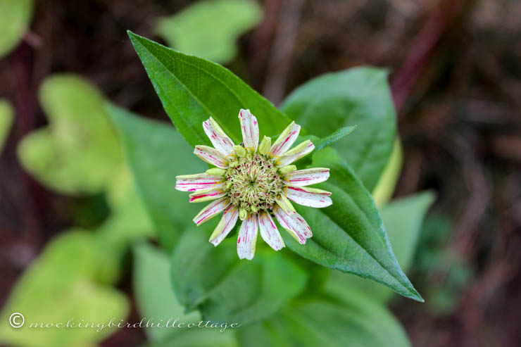 thurs - candy striped zinnia