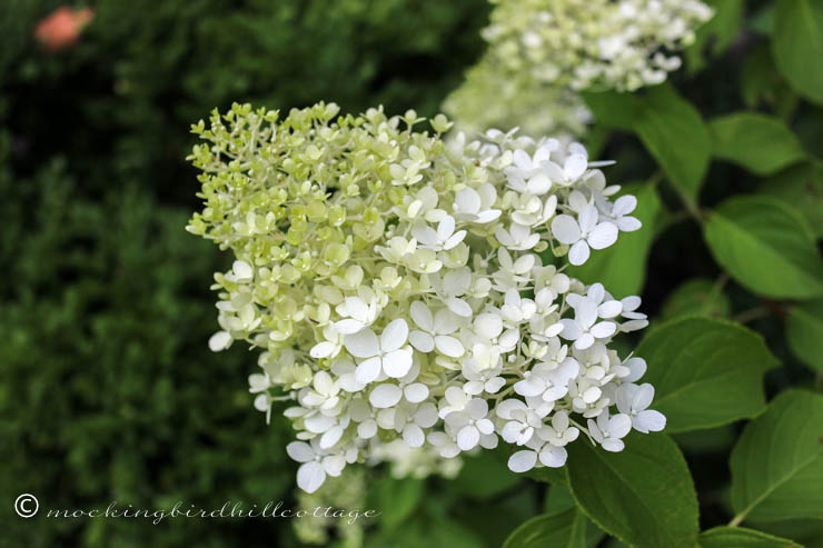 thursday limelight hydrangea