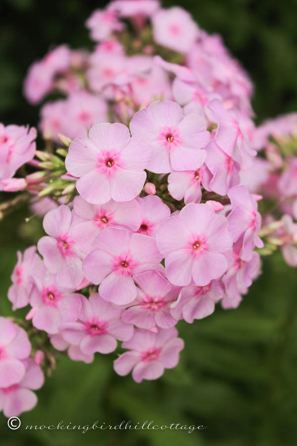 thursday pink phlox