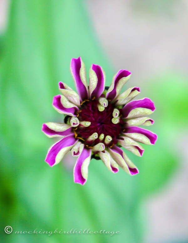 thursday zinnia 2