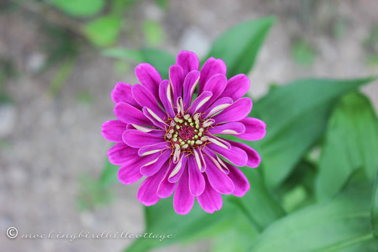 thursday zinnia