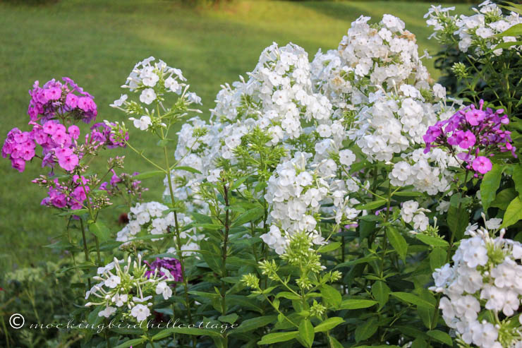 tuesday - group of phlox