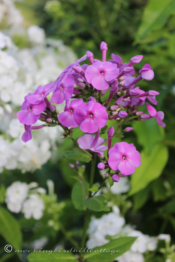 tuesday - purple phlox