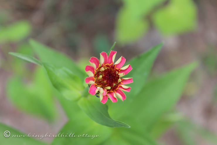 tuesday zinnia 1