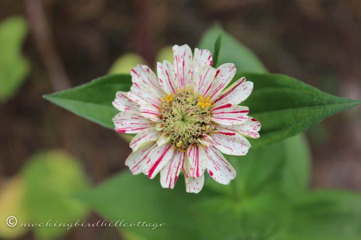 tuesday zinnia 2