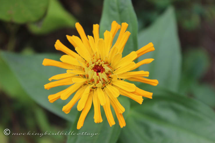 tuesday zinnia 3