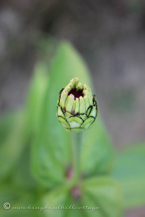 tuesday - zinnia bud