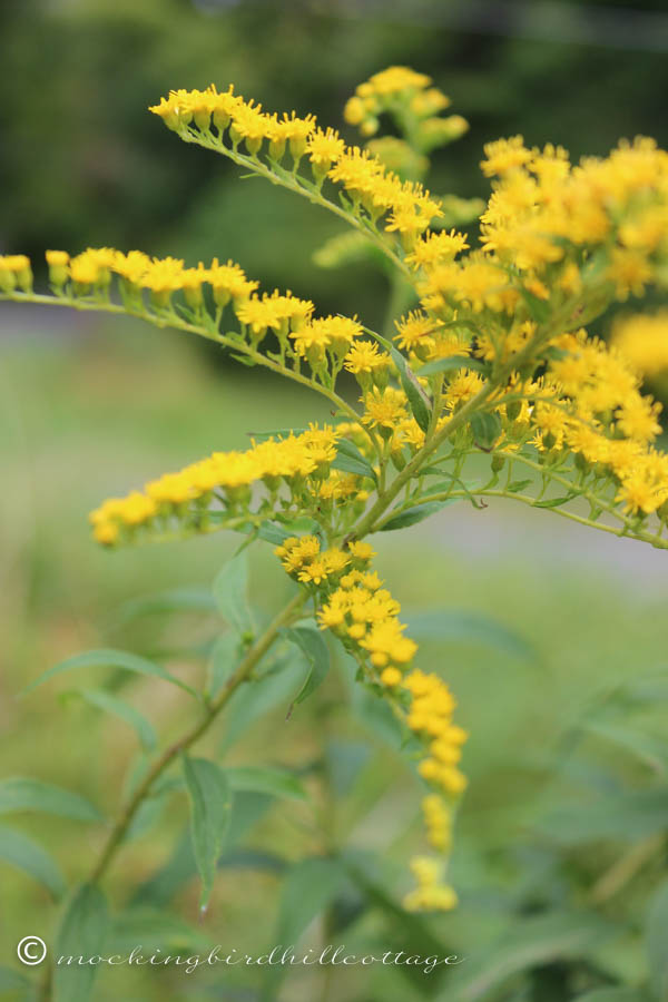 yellow beauty