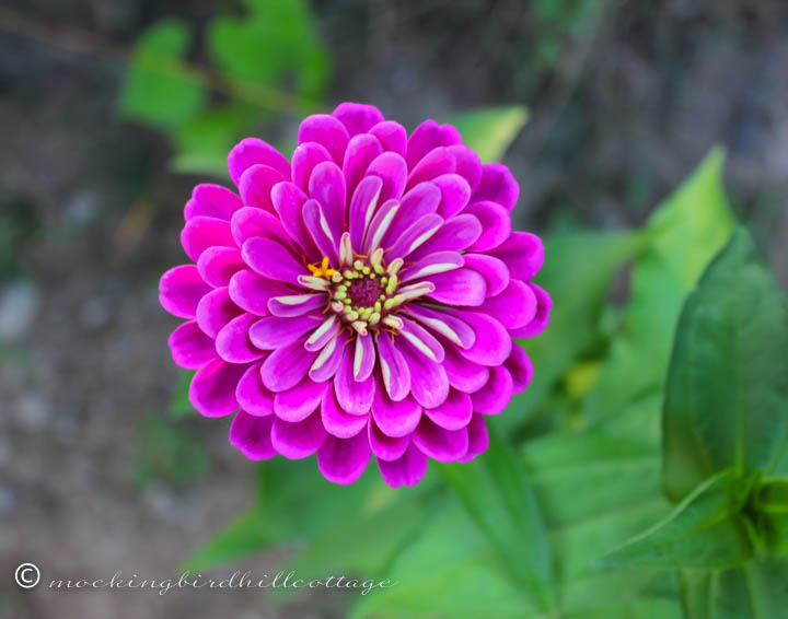 zinnia on sunday