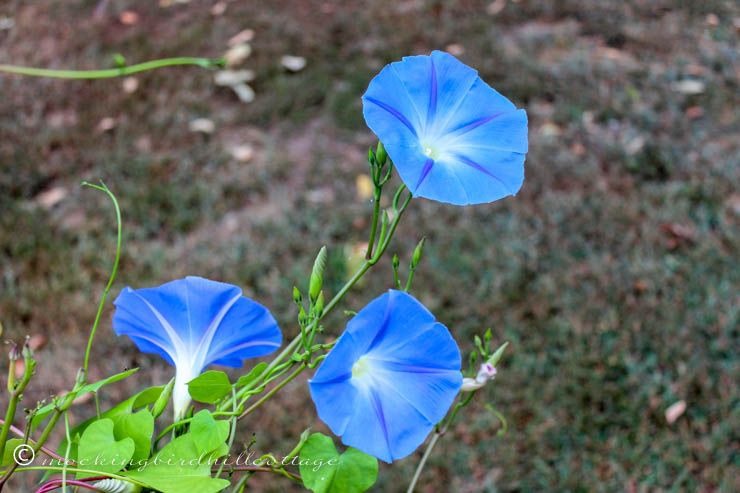 3 morning glories