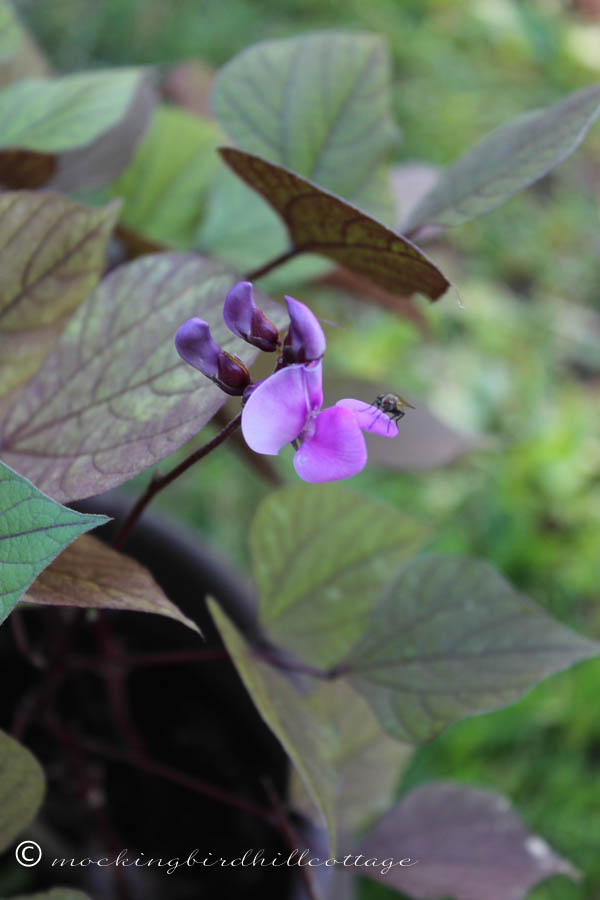 FRIDAY hyacinth bean vine