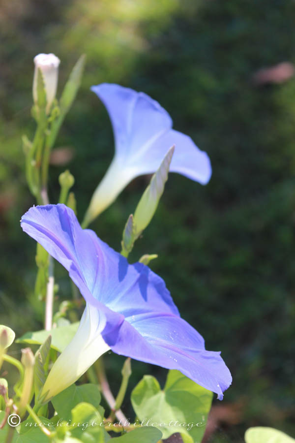 FRIDAY morning glory old new bud