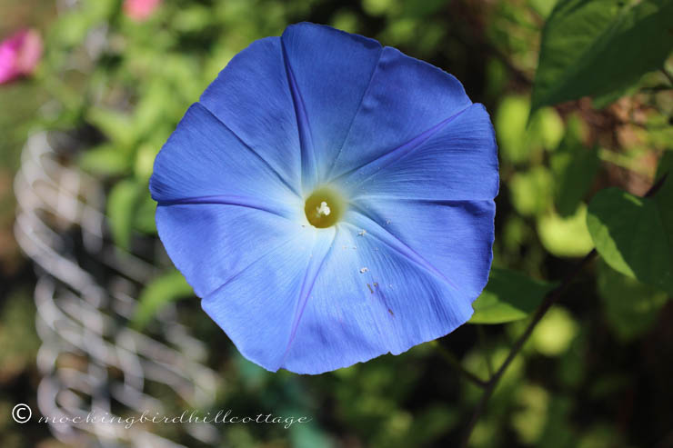 FRIDAY morning glory pollen