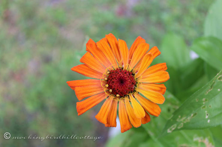 THURS autumnal zinnia