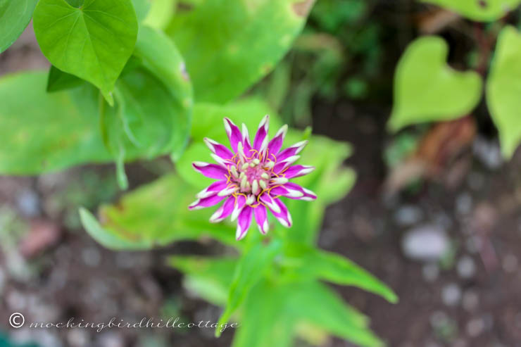 THURS newishzinnia