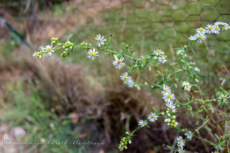 aster-like weed