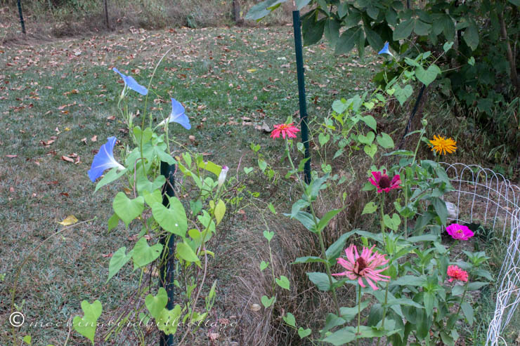 garden and fallen leaves