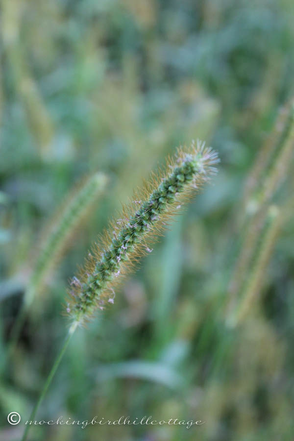 grasses1