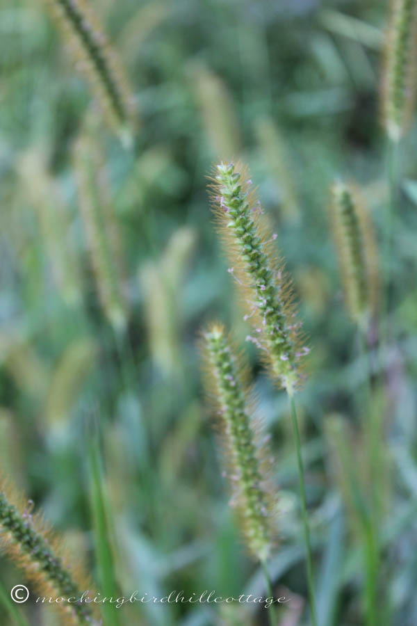 grasses2