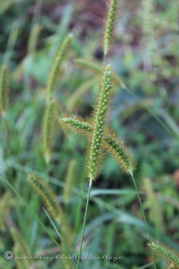 grasses3