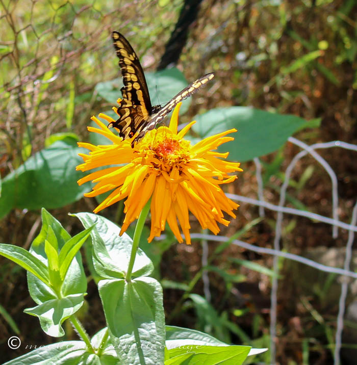 monday giant swallowtail 3