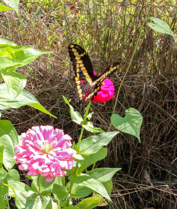 monday giant swallowtail 4