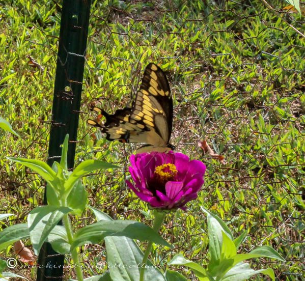 monday giant swallowtail 5