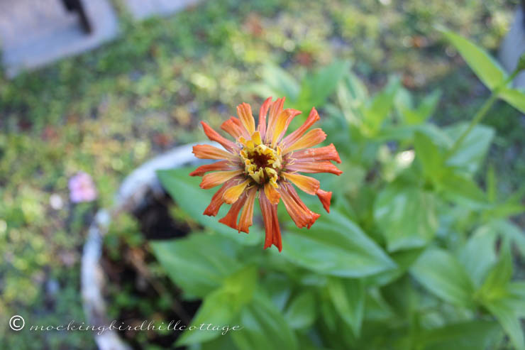 orangey zinnia