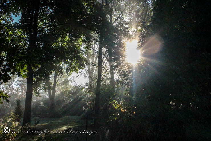 rays of light