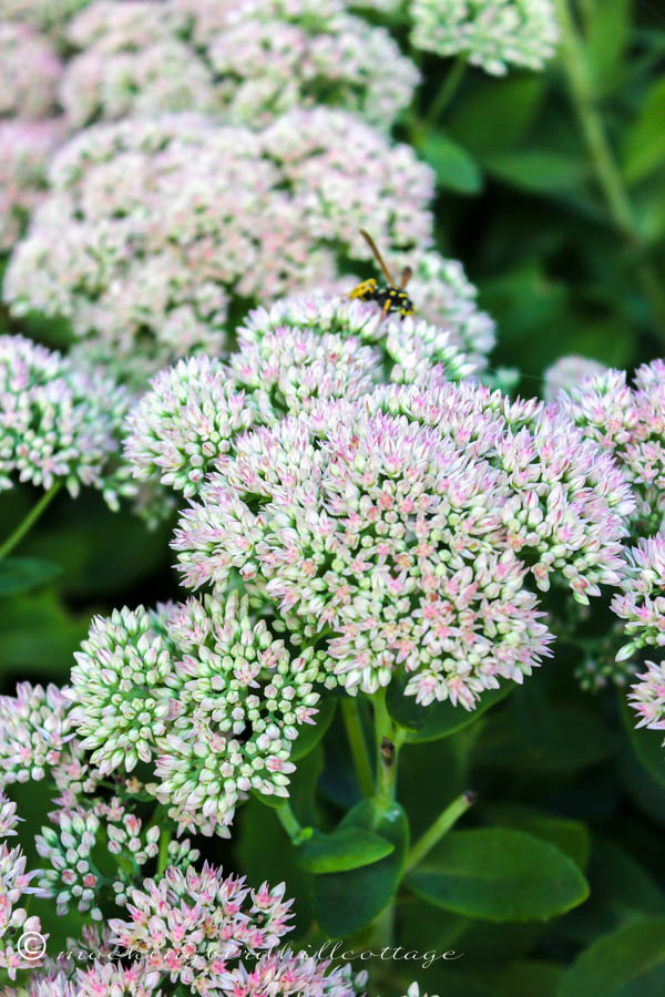 sedum & bee