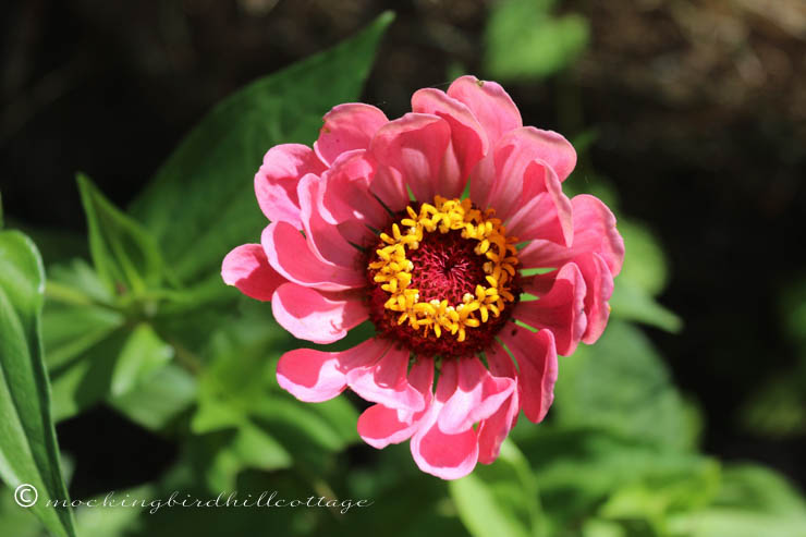 sunlit zinnia