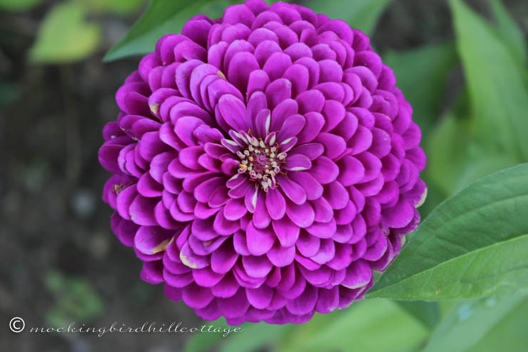 superzinnia