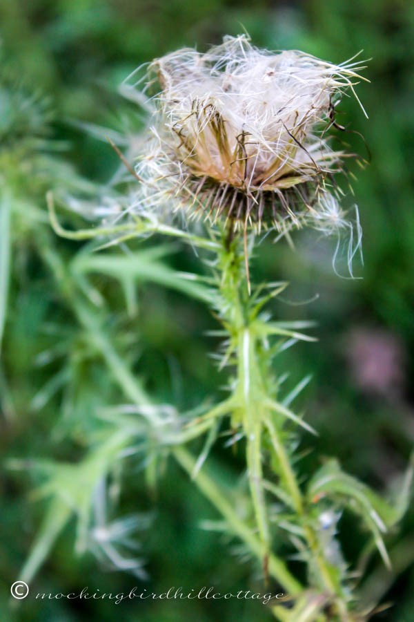 thistle - fuzzy