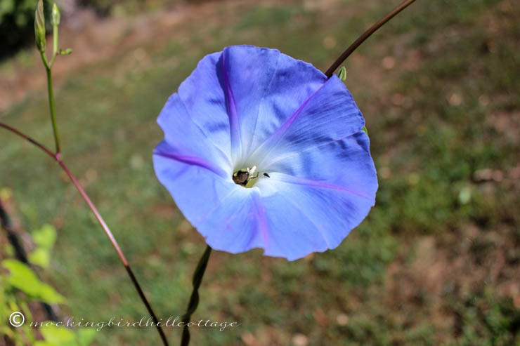 travel day morning glory 1