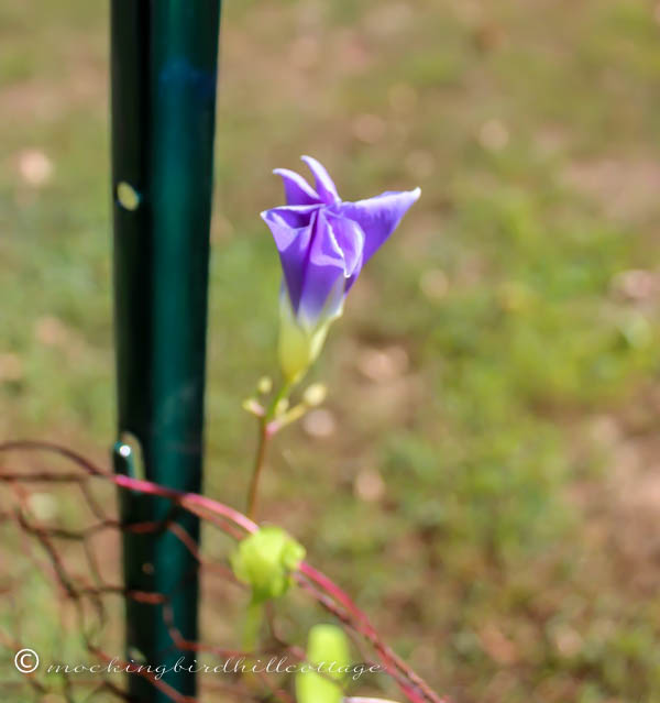 travel day morning glory 2