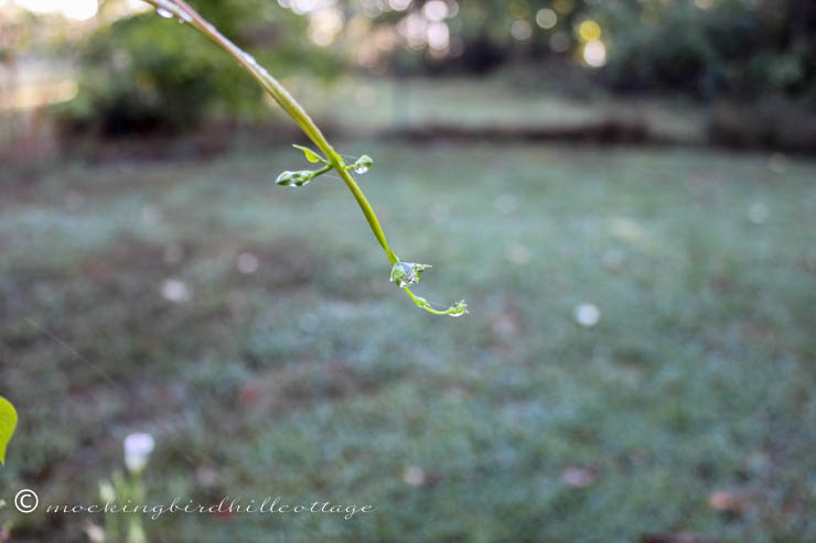 water drops 2