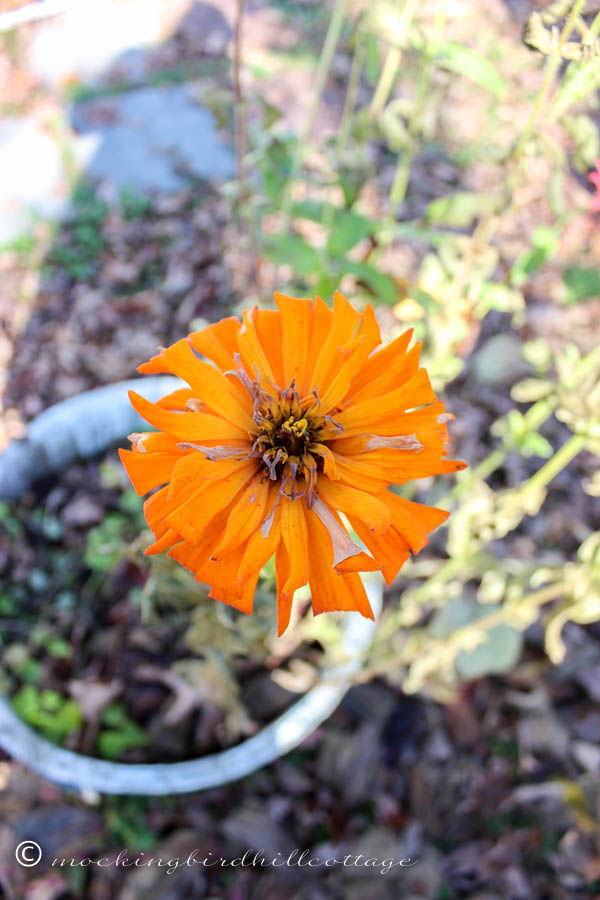 fallzinnia2