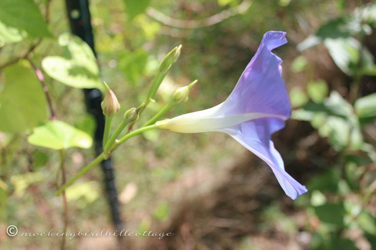 from the side morning glory