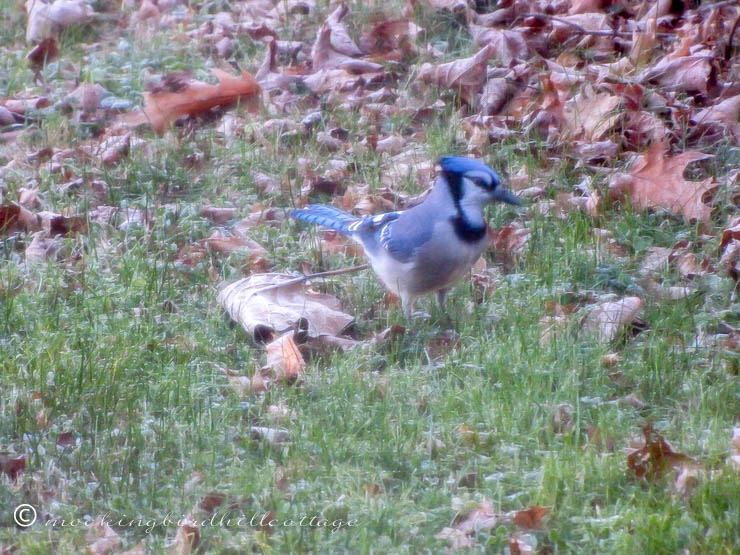 bluejay