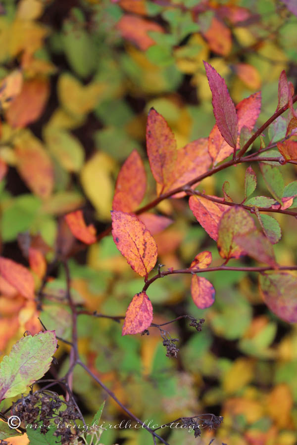 fallcolors1