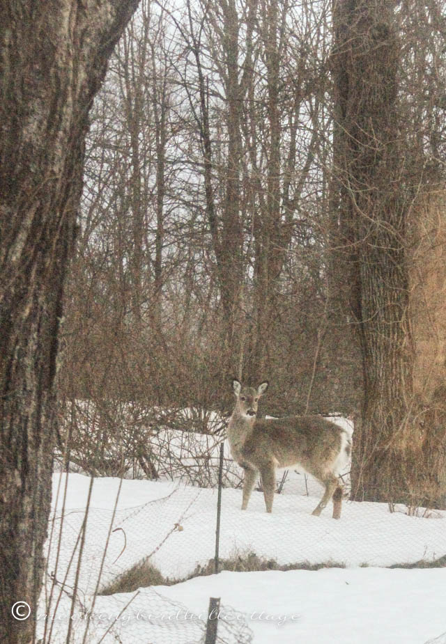 3-20 deer watching Scout