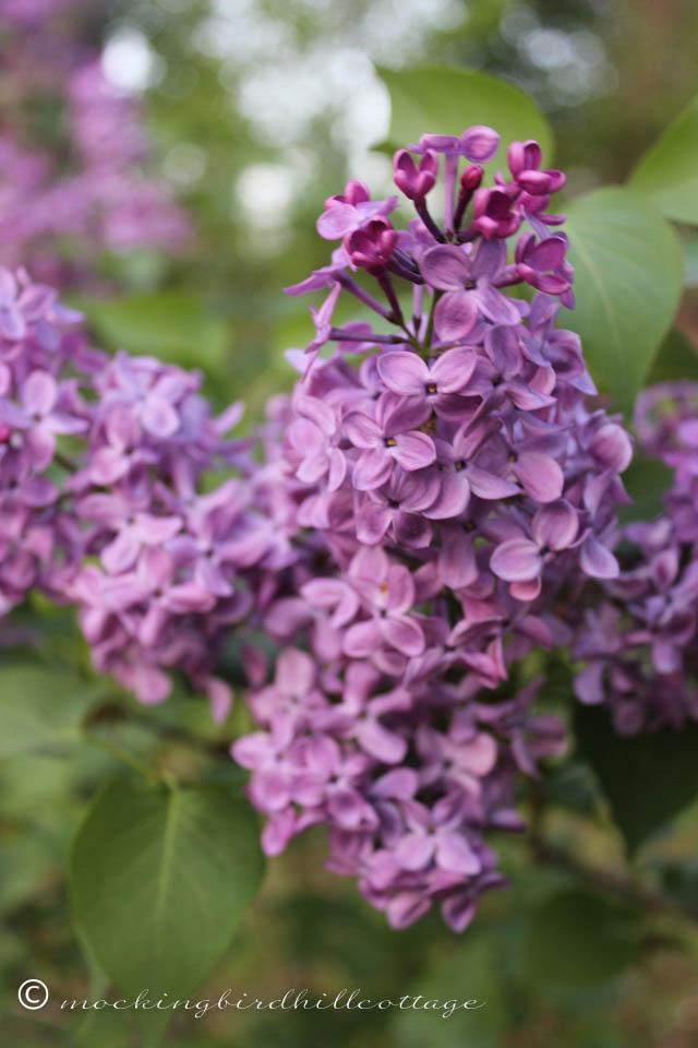 5-12 lilacs 1