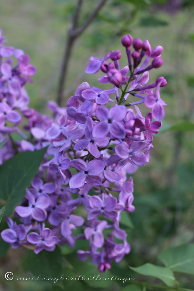 5-12 lilacs 2