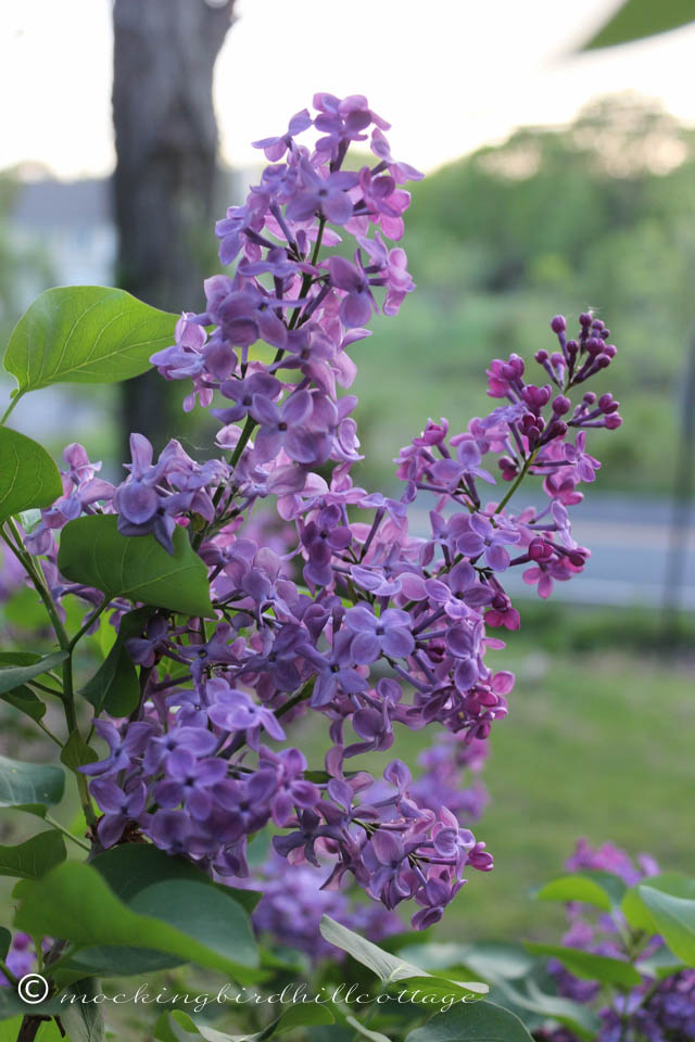 5-12 lilacs 3