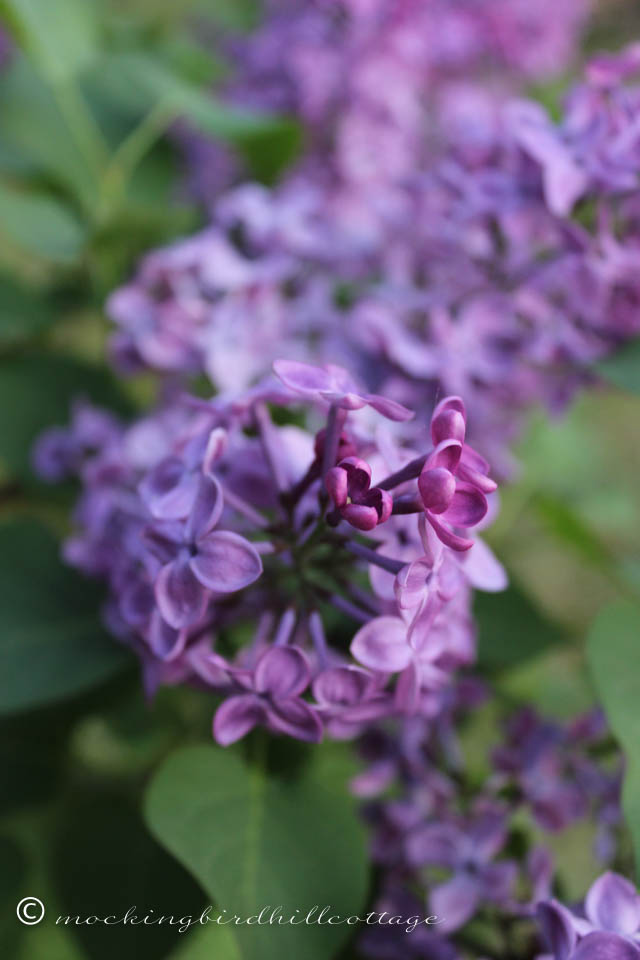 5-12 lilacs 4