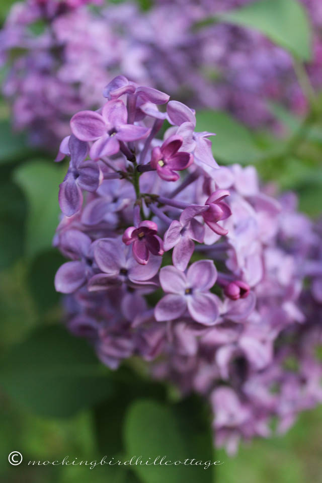 5-12 lilacs 5