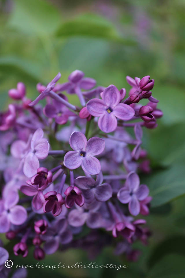 5-12 lilacs 6