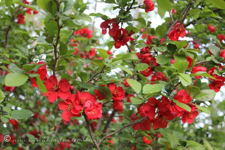 5-13 flowering quince 1