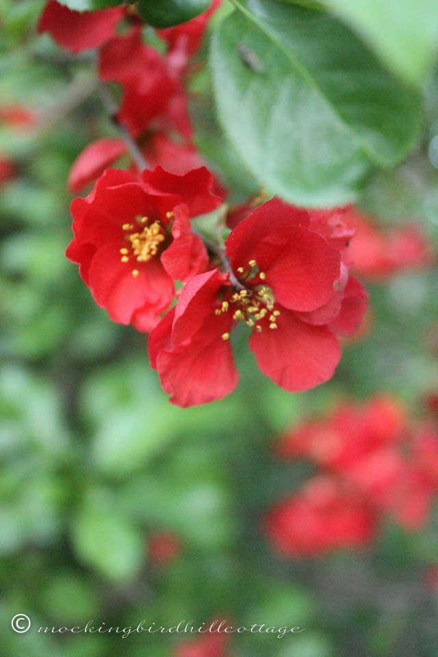 5-13 flowering quince 2